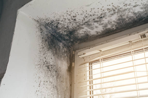 Affordable Basement Mold Removal solutions in Preston, MN